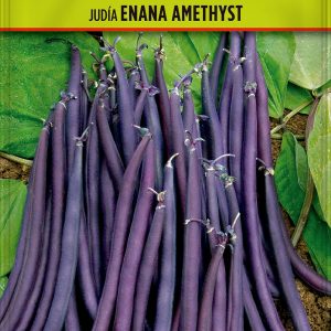 Judía Enana Amethyst