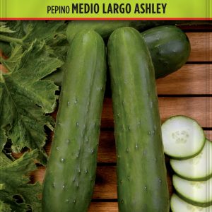 Pepino Medio Largo Ashley