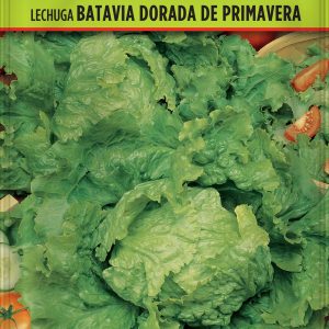 Lechuga Batavia Dorada de Primavera