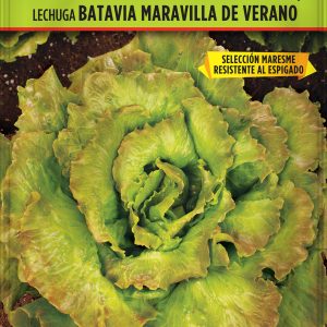 Lechuga Batavia Maravilla de Verano