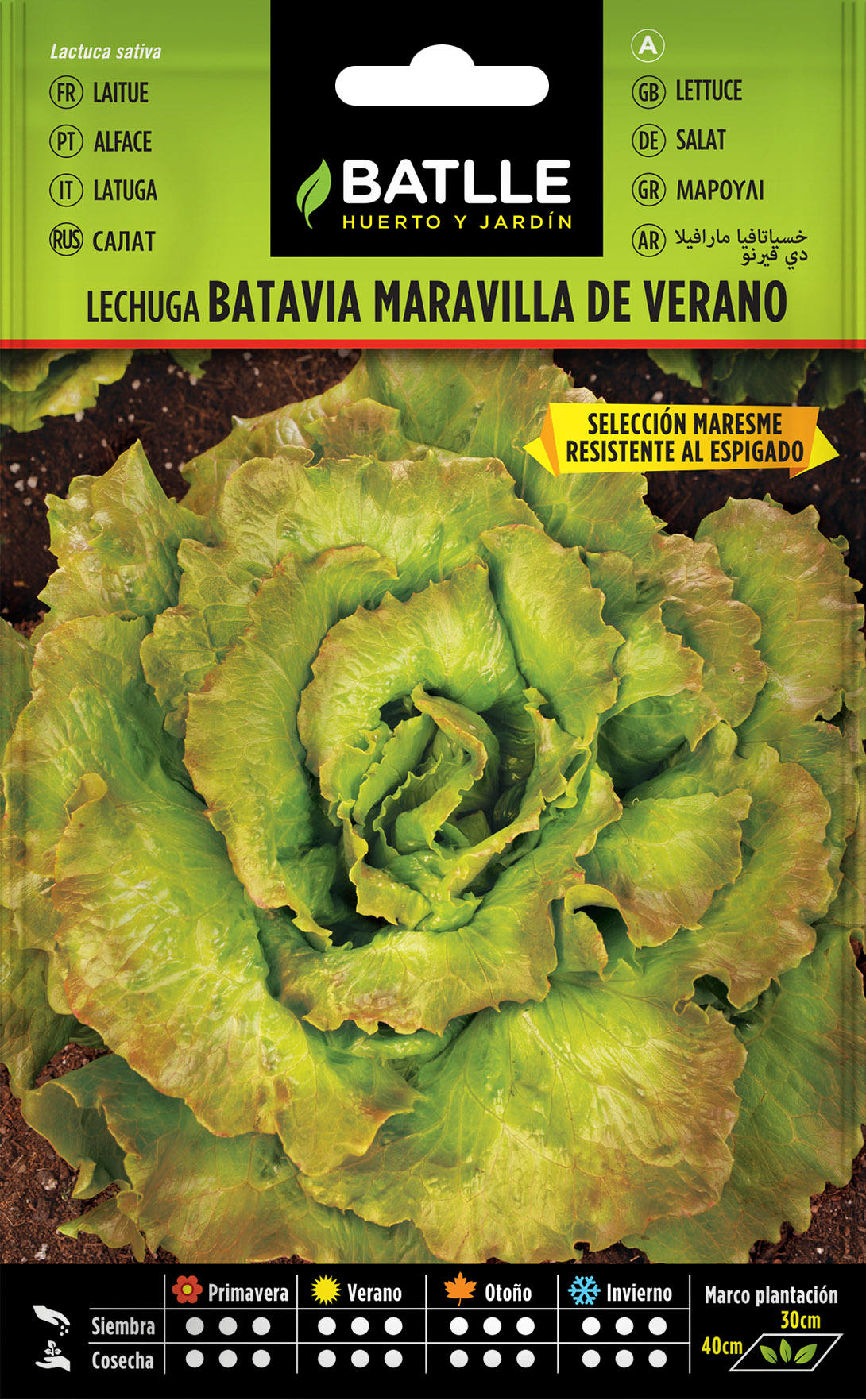 Lechuga Batavia Maravilla de Verano