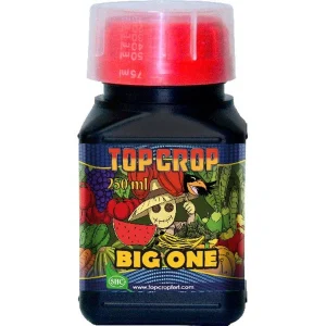 Big One Top Crop