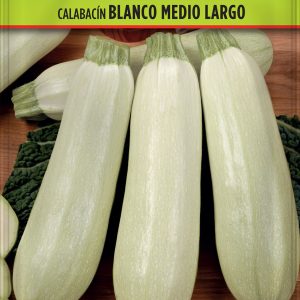 Calabacín Blanco Medio Largo
