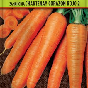 Zanahoria Chantenay Corazón Rojo 2