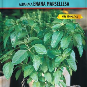 Albahaca Enana Marsellesa