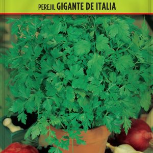 Perejil Gigante de Italia