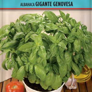 Albahaca Gigante Genovesa