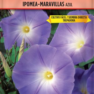 Ipomea-Maravillas Azul