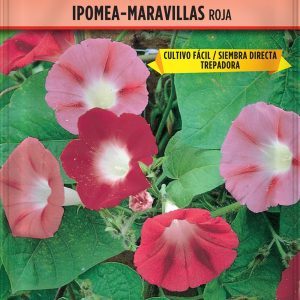 Ipomea-Maravillas Roja