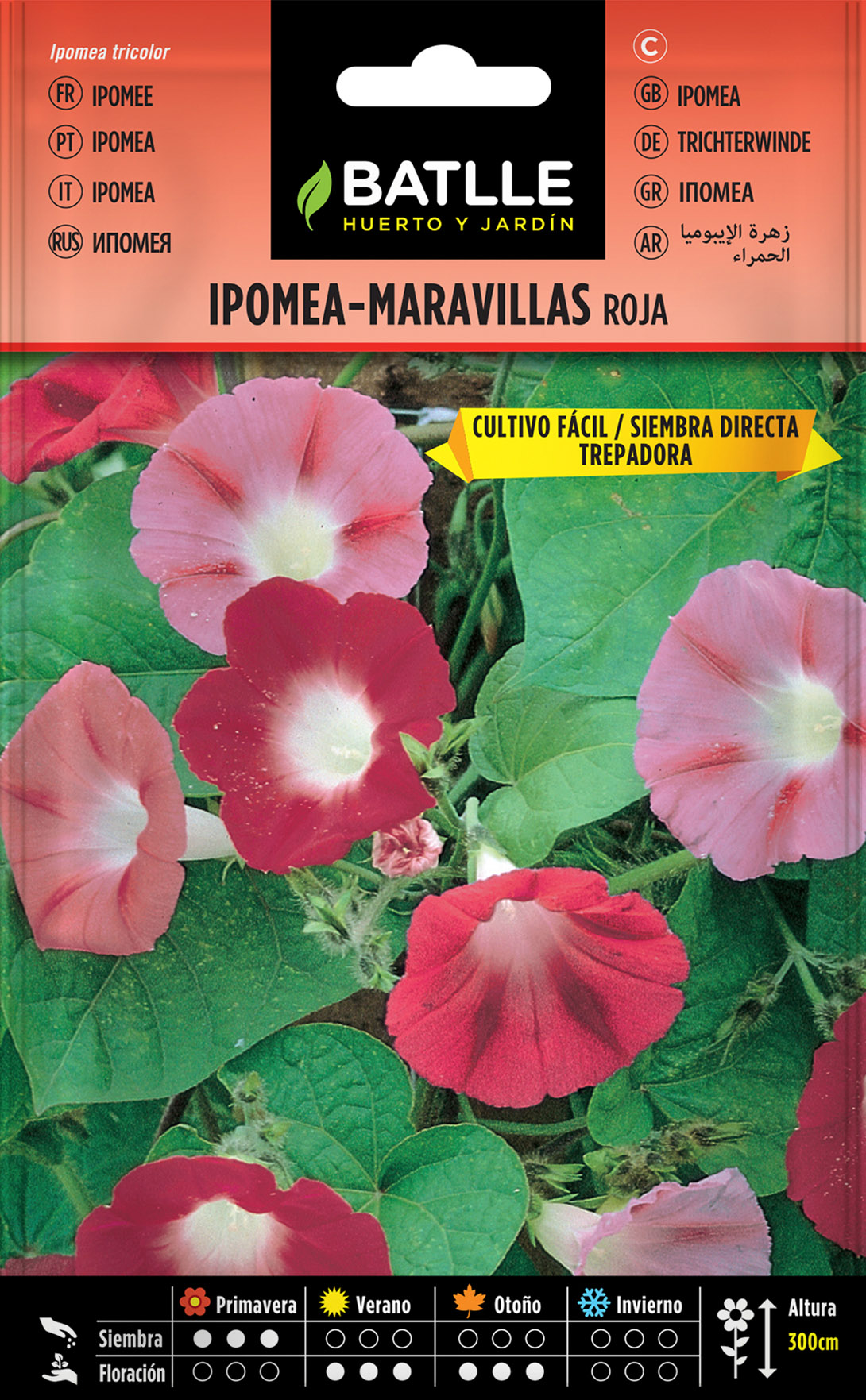 Ipomea-Maravillas Roja