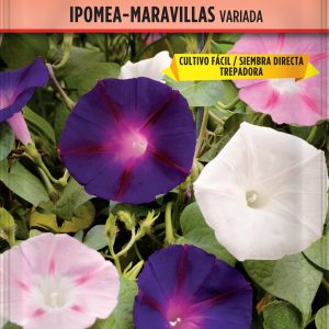 Ipomea- Maravillas Trepadora
