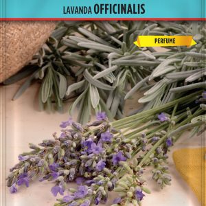 Lavanda Officinalis