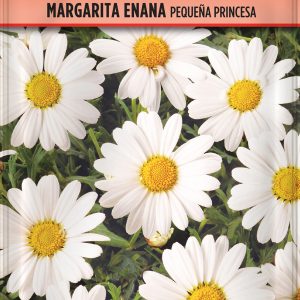 Margarita Enana Pequeña Princesa