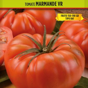 Tomate Marmande VR tipo Holanda