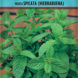 Menta Spicata (Hierbabuena)