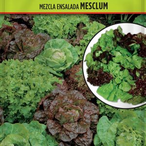 Lechuga Mezcla Ensalada Mesclum