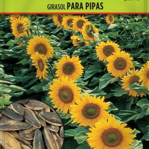 Girasol para Pipas