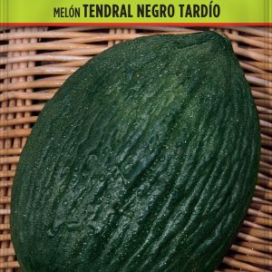 Melón Tendral Negro Tardío