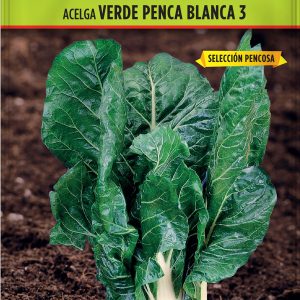 Acelga Verde de Penca Blanca 3