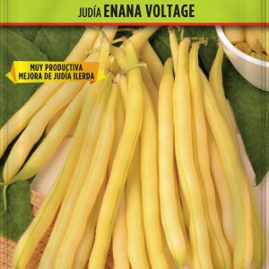 Judía Enana Voltage